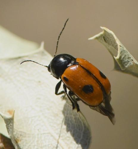 Réf. 232 121 : Cryptocephalus bipunctatus
